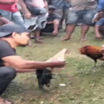 Warga Teriak Keadilan, Polisi Bungkam: Judi Sabung Ayam Dibiarkan Menggila di Bulukumba