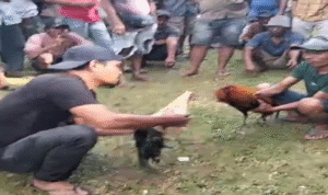 Warga Teriak Keadilan, Polisi Bungkam: Judi Sabung Ayam Dibiarkan Menggila di Bulukumba