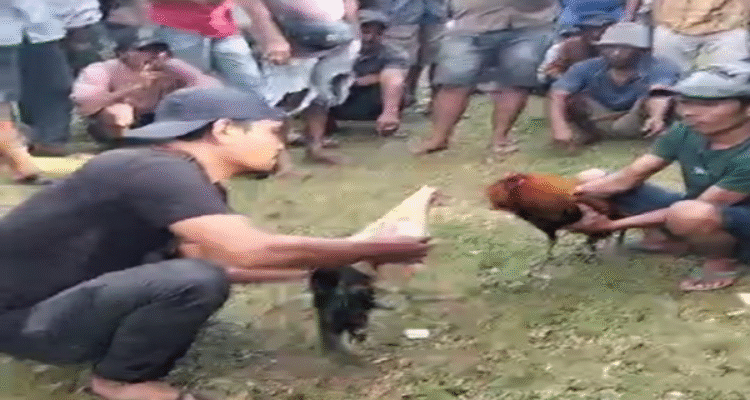 Warga Teriak Keadilan, Polisi Bungkam: Judi Sabung Ayam Dibiarkan Menggila di Bulukumba