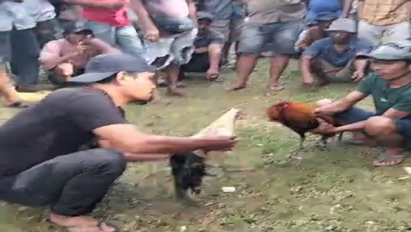 Warga Teriak Keadilan, Polisi Bungkam: Judi Sabung Ayam Dibiarkan Menggila di Bulukumba