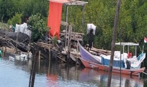 Mangrove Ludes, Negara Absen? Perusakan Pesisir Terjadi Terang-terangan di Takalar