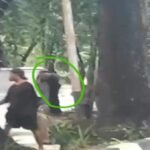 Demo DOB Luwu Tengah Berujung Bentrokan, Oknum Diduga ASN Terekam Bawa Senjata