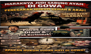 Hukum Mati Suri di Gowa, Sabung Ayam Menggila, Polres Diduga Tutup Mata